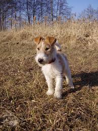 Image result for foxterier drsnosrstý