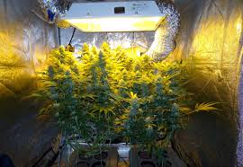 Electric sky 300 v3 wideband led grow light. Top Fed Dwc Cannabis Setup Guide Bubbleponics Grow Weed Easy