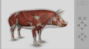 3d Pig Anatomy Biosphera