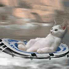 With tenor, maker of gif keyboard, add popular white water rafting animated gifs to your conversations. Bellk31 S Animated Gif Animated Animals Cats Animals