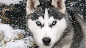 Snow Animals Dog Wallpapers Hd Desktop And Mobile Backgrounds