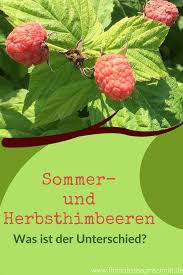 Himbeeren schneiden als wichtigste pflegemassnahme himbeeren gibt es in zwei verschiedenen anbausorten: Sommerhimbeeren Und Herbsthimbeeren Beerenstraucher Himbeeren Obstbaumschnitt
