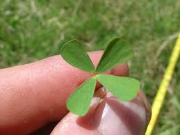 Image result for Mostuea hirsuta