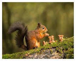 Red Squirrels Set Of 4 High Quality Photographs Of Red Etsy Red Squirrel Red Squirrel Uk Squirrel