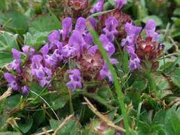 Others come still attached to their branches and their stems for a more. Weed Identification