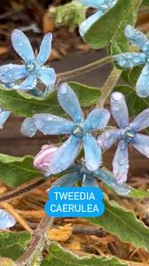 Image result for Teedia lucida