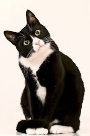 Black And White Tuxedo Cats Katze Cute Cats Cute Animals Pretty Cats