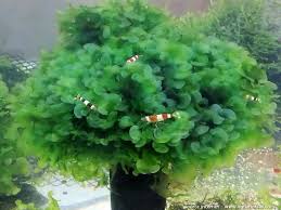 Image result for Lomariopsis