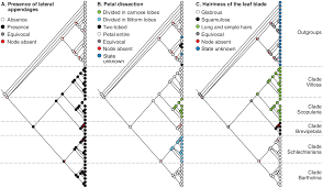 Image result for Holothrix longiflora