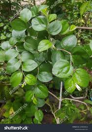 Image result for Ziziphus mauritiana