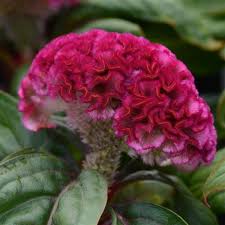 Image result for Celosia