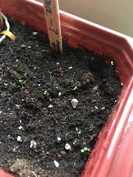 March 20th My Teeny Tiny Petunia Seedlings Started On March 8 2019