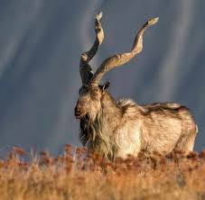 We did not find results for: Markhor National Animal Of Pakistan King Of Himalaya Gilgit 9gag