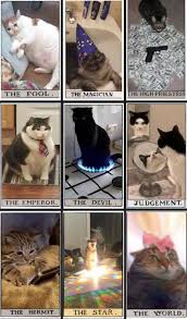 Pin By Ethan Lazzerini On Animals Cats Cats Cat Memes Animals