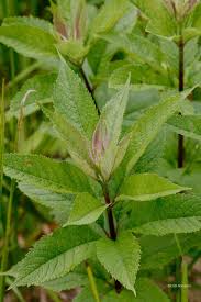 Joe pye weed is definitely a flower you want in your backyard! Red Milkweed Beetle Natural Areas Notebook