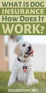 How To Find The Best Dog Insurance Dogs N Stuff In 2020 Dog Insurance Best Pet Insurance Dogs