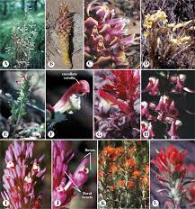 Image result for Plantaginaceae