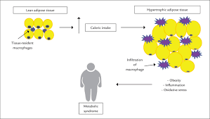 The Role Of Oxidative Stress On The Pathophysiology Of Metabolic Syndrome