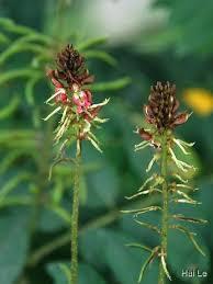 Image result for Indigofera lydenburgensis