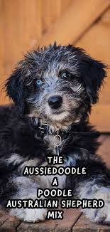 You will find australian shepherd dog dogs for adoption and puppies for sale under the listings here. Aussiedoodle The Australian Shepherd Poodle Mix Breed Dog