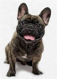 French bulldog information including personality, history, grooming, pictures, videos, and the akc breed standard. 9 Best Brindle French Bulldog Ideas Bulldog French Bulldog Brindle French Bulldog