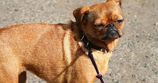 Sizi Kendilerine Asik Edecek 15 Melez Kopek Ansiklopati Mixed Breed Dogs Dog Crossbreeds Chihuahua Pug Mix
