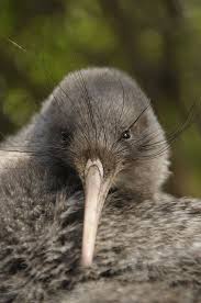 Baby Bird With No Feathers Little Spotted Kiwi A Flightless New Zealand Bird With Hair Like Feathers Having A Birds Tiere Tiere Wild Vogel Als Haustiere