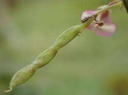 Image result for Desmodium scorpiurus