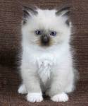 Available Ragdoll Kittens For Sale & Cats For Adoption