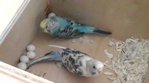 In answer to the question, parakeets do not mate for life. How Often Do Parakeets Lay Eggs Bird Baron