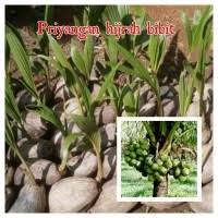 Benih kelapa matag, ledang, johor. Daftar Harga Bibit Kelapa Matag Bulan Mei 2021