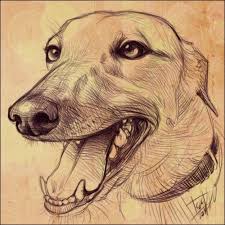 Shelter Sketches Meet Rita I Love Rescue Animals Advocacy For Rescued Animals Animal Welfare Adoption Greyhound Art Animal Art Dog Sketch