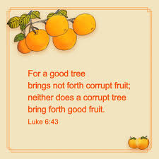 12 and the earth brought forth grass, and herb yielding seed after his kind, and the tree yielding fruit, whose 3 lo, children are an heritage of the lord: Bible Verse For A Good Tree Brings Not Forth Corrupt F Flickr