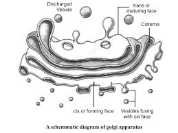 The golgi apparatus is made up of a series of flattened, stacked. Golgi Apparatus And Its Functions