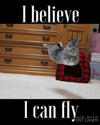 I Believe I Can Touch The Sky Funny Rabbit Cute Baby Animals Cute Animal Memes