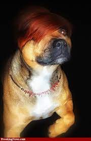 Emo dog says no posts. Pin By Tracy Dey On Lol Sportin Dogs Fierce Animals Poor Dog