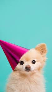 Lock Screen Cute Dog Wallpaper Iphone You should see the new lock screen wallpaper with your contact info prominently displayed where you set it. lock screen cute dog wallpaper iphone
