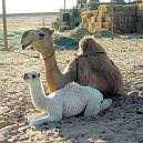 Ella, her husband, and her mother were living together in nashville at 1012 joseph avenue. Short Story The Camel And The Baby Shravan Charity Mission