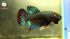 shot clips ปลาก ดป า