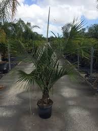 Image result for Dypsis decaryi