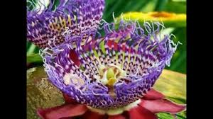 But there's a lot more amazing, unique and beautiful flowers in the world. Top Most Beautiful Incredibly Rare Flowers Youtube