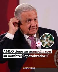 AMLO tiene una magnolia que lleva su nombre: “lopezobradorii” 🌸 No es  broma, la magnolia descubierta en 2015 en #Veracruz fue nombrada así por  José Antonio Vázquez García ✍️🤓 🔎La última observación