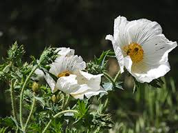 Image result for Argemone