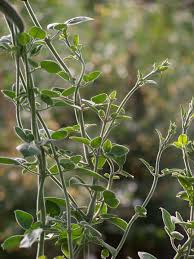 Image result for Jasminum fluminense