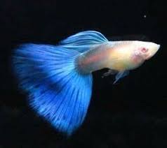 Blue Blue My Guppy S Blue In 2020 Guppy Fish Guppy Fish Pet
