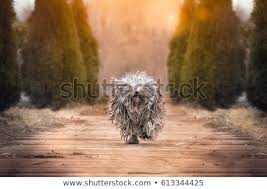 The most striking breed characteristic is the unusual but typical corded. Little Hungarian Puli Dog Stock Photo C Borina Olga 1004615 Stockfresh