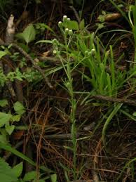 Image result for Eschenbachia