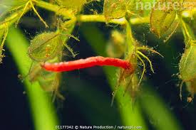 Image result for Aldrovanda vesiculosa