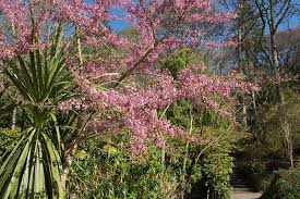 Check spelling or type a new query. Cherry Trees Buying Growing Guide Trees Com