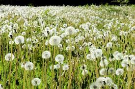 Image result for Taraxacum sp.